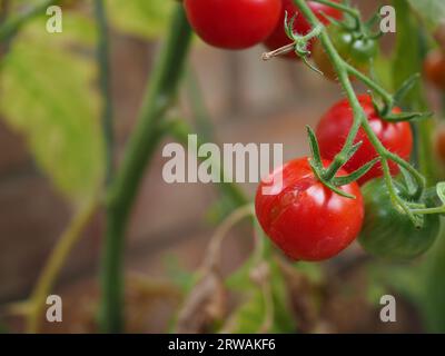 Split tomato growing on a plant vine, possibly from overwatering or changes in watering or fluctuating temperatures Stock Photo