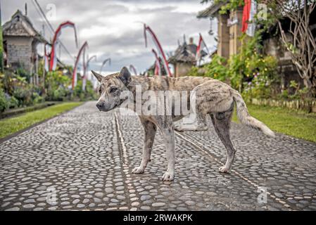 Stray dog standing in the middle of a road, Penglipuran Village, Jalan Penglipuran, Kubu, Bangli Regency, Bali, Indonesia Stock Photo