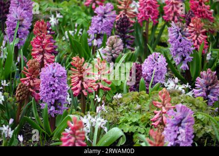 Flower Bed of Multi-Coloured Hyacinth Flowers grown in a Flower Border at RHS Garden Harlow Carr, Harrogate, Yorkshire, England, UK Stock Photo