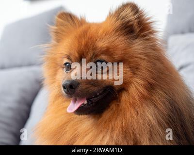 A red Spitz lies on a gray sofa. Red dog on the sofa. Stock Photo