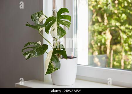 A flower in a pot on the window in a pot with automatic watering. Beautiful white monstera deliciosa var. borsigiana alba is a variety of variegata al Stock Photo