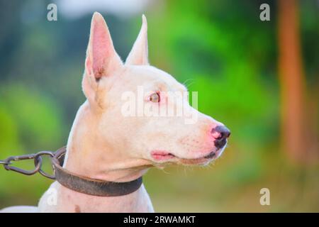 Portrait of gull terrier or bull terrier dog in forest during hunt. Bull terrier dog portrait close up in profile outdoors. Hunting dog. Rare Breed Of Stock Photo