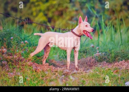 Portrait of gull terrier or bull terrier dog in forest during hunt. Bull terrier dog portrait close up in profile outdoors. Hunting dog. Rare Breed Of Stock Photo