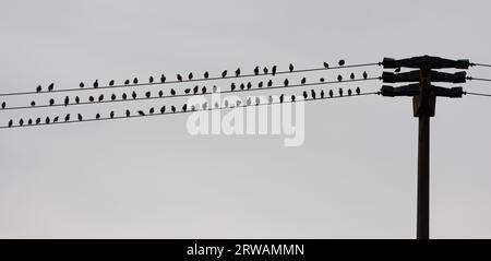 18 September 2023, Saxony-Anhalt, Derenburg: Starlings sit in the morning on a fleiland line above a field near Derenburg. These birds are just gathering into large flocks and migrating together. In the next few days, more autumnal weather sets in. Photo: Matthias Bein/dpa Stock Photo