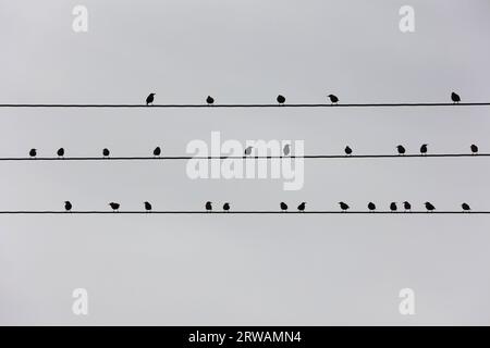 18 September 2023, Saxony-Anhalt, Derenburg: Starlings sit in the morning on a fleiland line above a field near Derenburg. These birds are just gathering into large flocks and migrating together. In the next few days, more autumnal weather sets in. Photo: Matthias Bein/dpa Stock Photo