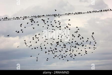 18 September 2023, Saxony-Anhalt, Derenburg: Starlings fly in the morning in a flock over a field near Derenburg. These birds just gather into large flocks and move around together. In the next few days, more autumnal weather sets in. Photo: Matthias Bein/dpa Stock Photo