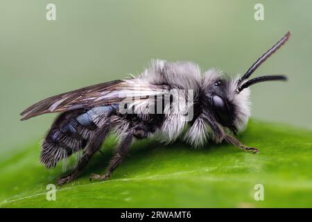 Ashy mining bee (Andrena cineraria) at rest on leaf. Tipperary, Ireland Stock Photo