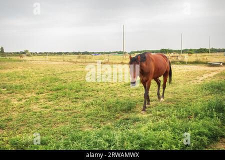 Horse grazing inside the enclosure on grassy meadow.Riding school. High quality photo Stock Photo