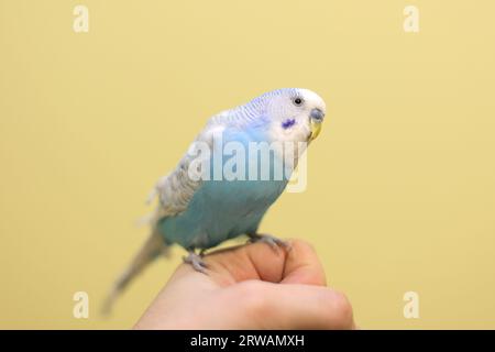 Beautiful blue budgie parrot sitting on the hand at home Stock Photo