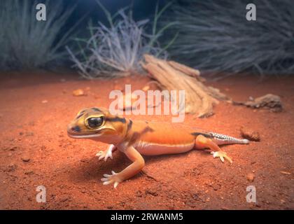 Close-up portrait of a wild Smooth Knob-tailed gecko (Nephrurus laevissimus) at night, Australia Stock Photo