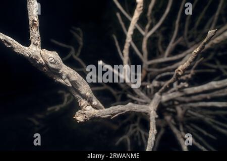 Close-up of a wild northern spiny-tailed gecko (Strophurus ciliaris) camouflaged on a branch at night, Australia Stock Photo