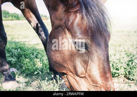 Horse grazing inside the enclosure on grassy meadow.Riding school. High quality photo Stock Photo