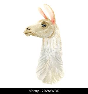 Realistic alpaca lama portrait watercolor illustration. Curly fluffy farm animal drawing for prints, cards Stock Photo