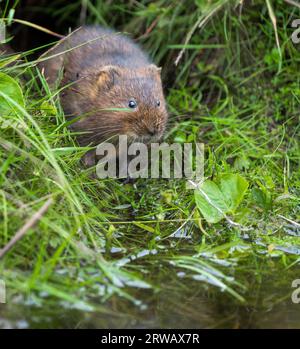 Water Vole stood on a river bank by a steam at Redmires Reservoir, Sheffield. Arvicola amphibius, Water Vole, Sheffield, Yorkshire, UK. Stock Photo