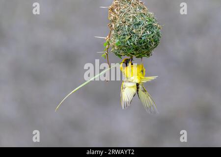 Village weaver (Ploceus cuccullatus) building nest with sowing grass, Kruger National Park, Mpumalanga, South Africa. Stock Photo