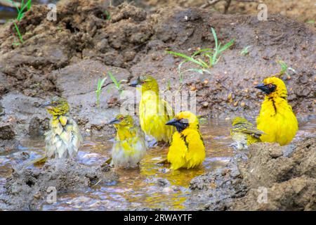 Village weaver (Ploceus cuccullatus) male and female bathing in water, Kruger National Park, Mpumalanga, South Africa. Stock Photo