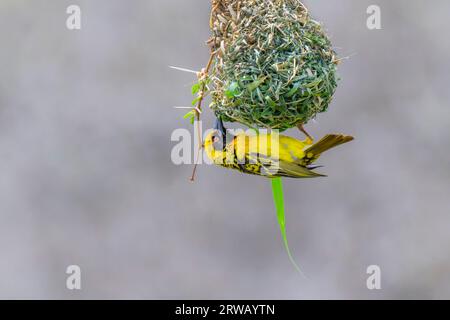 Village weaver (Ploceus cuccullatus) building nest with sowing grass, Kruger National Park, Mpumalanga, South Africa. Stock Photo