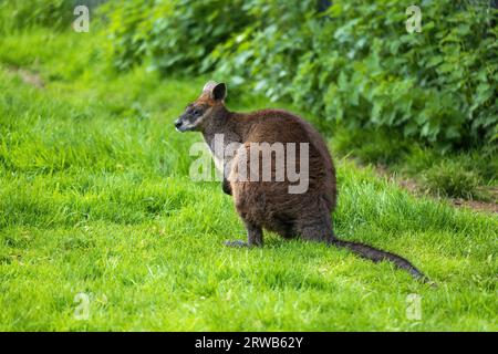 Swamp wallaby (Wallabia bicolor) in meadow, macropod marsupial in the family Macropodidae, other names: black-tailed wallaby, fern wallaby, black pade Stock Photo