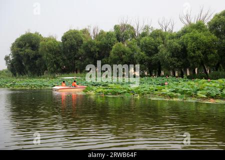 Luannan County, China - July 15, 2019: Visitors enjoy lotus flowers by boat, Luannan County, Hebei Province, China Stock Photo