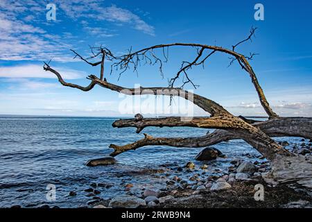 Äste eines trocknem Baumstamm hängen über der Ostsee. Darunter befinden sich Felsbrocken die vom Wasser geschliffen und geformt wurden /werden, weiche Stock Photo