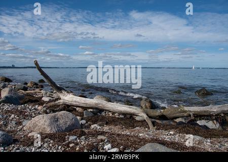 Driftwood on a rocky natural Baltic Sea shoreline with calm water Stock Photo