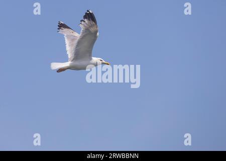 Seagull flies in the sky, blue sky Stock Photo
