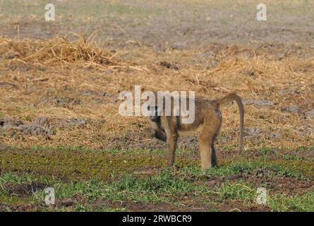 Chacma baboons live in family groups called troops, with a hierarchy led by a dominant male.They forage for food on the ground and in trees. Stock Photo