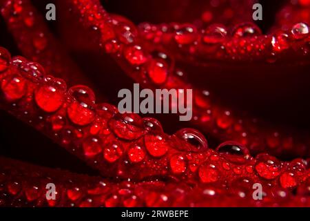 water drops on red rose close up Stock Photo
