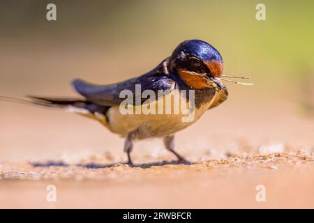 Barn Swallow (Hirundo rustica) collecting building material for nest. Swallow taking mud for nest building. Wildlife scene of Nature in Europe. Stock Photo