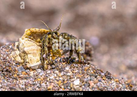 Hermit crab in shell on the beach. Wildlife scene of nature in Europe. Stock Photo