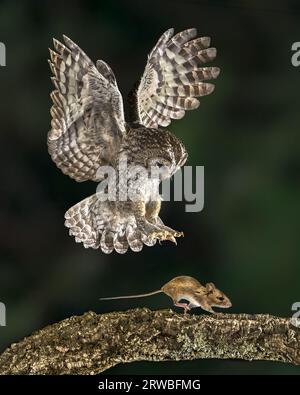 Flying Tawny owl (Strix aluco) catching mouse. This predator bird is on the lookout and hunting for mice. Wildlife scene of nature in Europe. Stock Photo