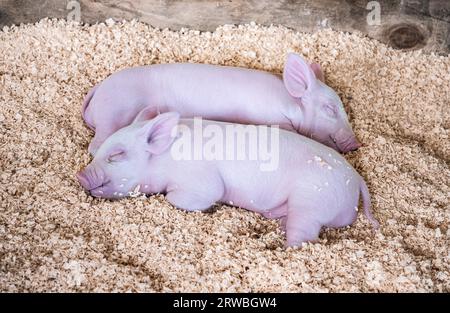 Two cute sleeping piglets snuggle together in a sawdust filled wooden pen. Selective focus on piglets. Stock Photo