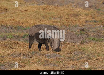 Warthogs have pads on their knees which they use when feeding. Stock Photo