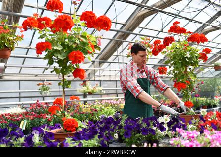 Gardener works in a greenhouse in a flower shop - closeup photo Stock Photo