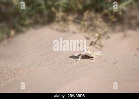 Isolated Arabian Toad-headed Agama looking around in the desert of the United Arab Emirates. Wildlife of the Middle East. Stock Photo