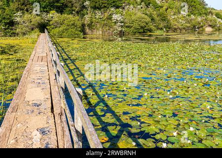 Evening light on Bosherston Lily Ponds, part of Stackpole National Nature Reserve,  in the Pembrokeshire Coast National Park, West Wales UK Stock Photo