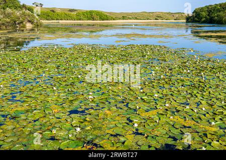 Evening light on Bosherston Lily Ponds, part of Stackpole National Nature Reserve,  in the Pembrokeshire Coast National Park, West Wales UK Stock Photo