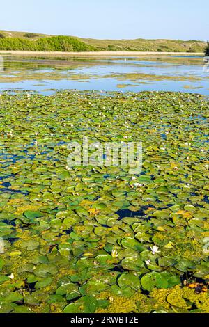 Evening light on Bosherston Lily Ponds, part of Stackpole National Nature Reserve,  in the Pembrokeshire Coast National Park, West Wales UK Stock Photo