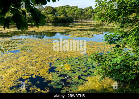 Evening light on Bosherston Lily Ponds, part of Stackpole National Nature Reserve,  in the Pembrokeshire Coast National Park, West Wales UK Stock Photo