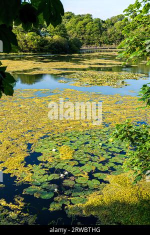 Evening light on Bosherston Lily Ponds, part of Stackpole National Nature Reserve,  in the Pembrokeshire Coast National Park, West Wales UK Stock Photo