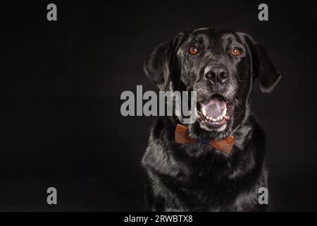 Black Labrador Retriever with opened mouth sitting against black background and looking forward in studio Stock Photo