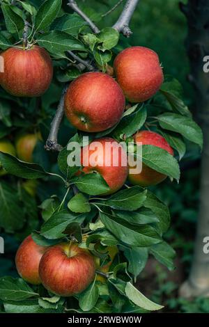 Ripe red apples in fruit orchard ready to be harvested against blurred background Stock Photo