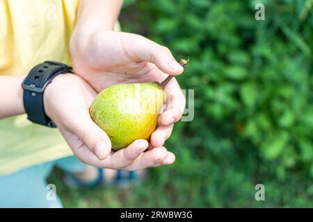 High angle of crop anonymous kid hands holding ripe pear in the garden against blurred backgroundd Stock Photo