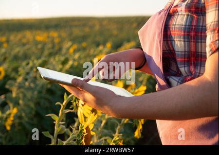 Side view of cropped unrecognizable female worker in checkered shirt and apron using tablet while standing in sunflower field Stock Photo