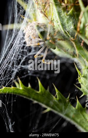Macro shot of green lynx spider with cobweb on thorn twig in nature on black background Stock Photo