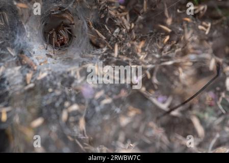 Closeup of Agelena labyrinthica spider on web during summer day on dry flowers in a field Stock Photo