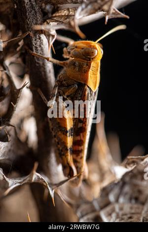 Soft focus of wild colorful grasshopper with antennae on head sitting on thin long dry twig plant in nature Stock Photo