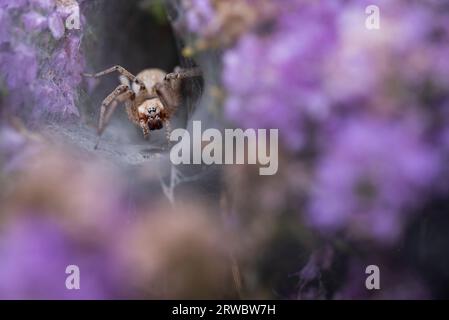 Closeup of Agelena labyrinthica spider on web during summer day on purple flowers in a field Stock Photo