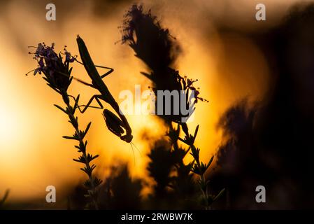 Side view closeup silhouette of conehead mantis sitting on twig of plant against sunset sky on blurred background Stock Photo