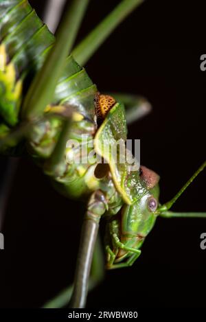 Close up of wild green grasshopper with antennae on head sitting on thin long twig plant on black background Stock Photo